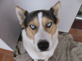 mieszaniec husky ZaginioneKoty.pl