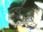 Boni