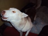 husky ZaginioneKoty.pl