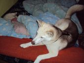 husky ZaginioneKoty.pl