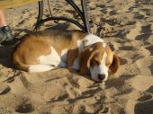 beagle tricolor ZaginioneKoty.pl