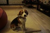 beagle tricolor ZaginioneKoty.pl