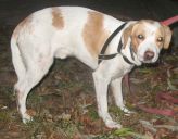 mieszaniec beagle ZaginioneKoty.pl