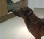 kundelek ZaginioneKoty.pl