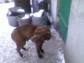 pitbull red nose ZaginioneKoty.pl