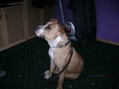 amstaff ZaginioneKoty.pl