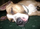 amstaff ZaginioneKoty.pl