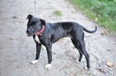 amstaff ZaginioneKoty.pl