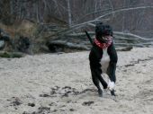 amstaff ZaginioneKoty.pl
