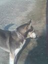 husky ZaginioneKoty.pl