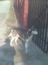 husky ZaginioneKoty.pl