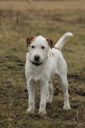 parson jack russell terrier ZaginioneKoty.pl