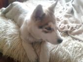 husky ZaginioneKoty.pl