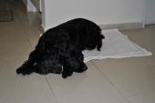 cocker spaniel ZaginioneKoty.pl