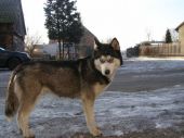 Koka