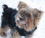 yorkshire terrier ZaginioneKoty.pl