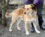 mieszaniec ZaginioneKoty.pl