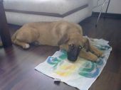 Fiki