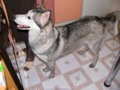 husky ZaginioneKoty.pl