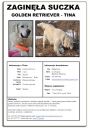 golden retriever ZaginioneKoty.pl