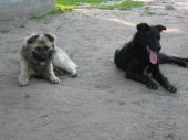 Pimpek i Ares