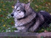 syberian husky ZaginioneKoty.pl