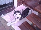 alaskan malamute / syberian husky ZaginioneKoty.pl