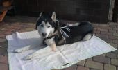 alaskan malamute / syberian husky ZaginioneKoty.pl