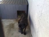 CANE CORSO