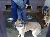 OWCZAREK COLLIE SUCZKA
