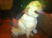 labrador biszkoptowy ZaginioneKoty.pl