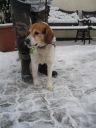beagle ZaginioneKoty.pl