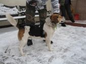 beagle ZaginioneKoty.pl