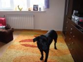 labrador czarny ZaginioneKoty.pl