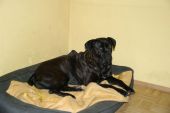 w typie cane corso ZaginioneKoty.pl