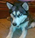 siberian husky ZaginioneKoty.pl