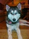 siberian husky ZaginioneKoty.pl