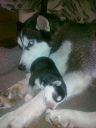 siberian husky ZaginioneKoty.pl