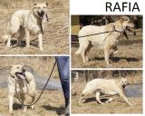 Rafia