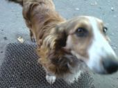 Max