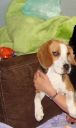 beagle ZaginioneKoty.pl