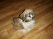 shih tzu ZaginioneKoty.pl