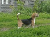 beagle ZaginioneKoty.pl