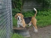 beagle ZaginioneKoty.pl