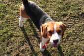 beagle ZaginioneKoty.pl