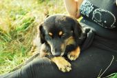  ZaginioneKoty.pl