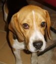 pies myśliwski- beagle