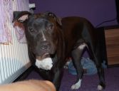 amstaff ZaginioneKoty.pl