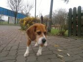 beagle ZaginioneKoty.pl