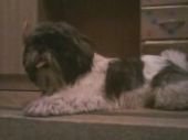 Aster